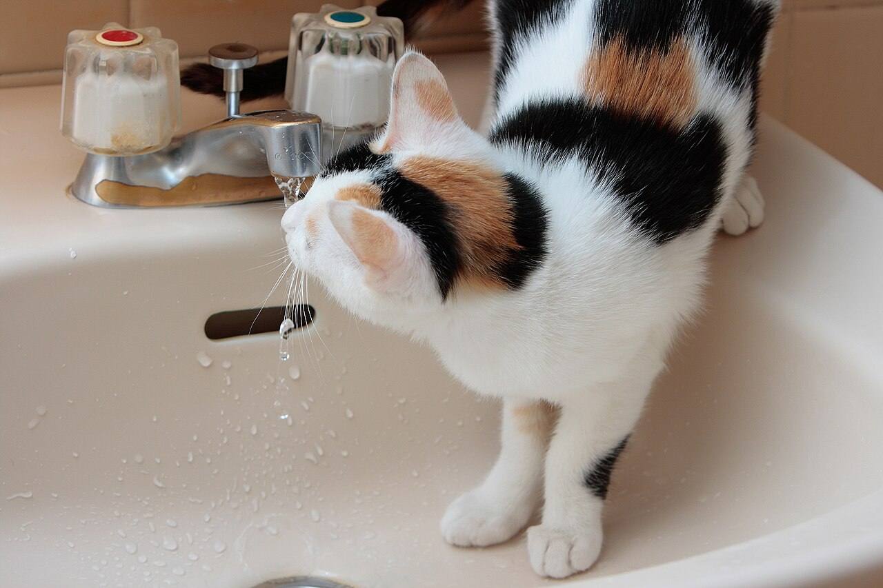Cat drinking tap water